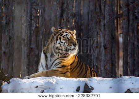 Amur Or Ussuri Tiger, In Winter Or The Far Eastern Tiger Is The Northernmost.