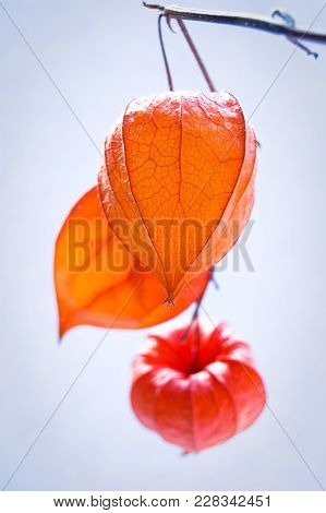 Red Orange Dry Physalis Alkekengi Lanterns On A Branch, Close Up