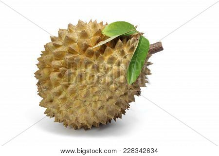 Durian And Durian Leaf  Isolated On White Background, Exotic Fruit, King Of Fruits  In Southeast Asi