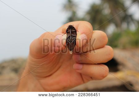 A Man Holds A Big Rap For His Fingers. The Beetle Is In His Hand.