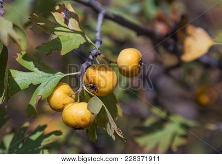 Ripe Yellow Boyar Fruits Hang On Your Aunt In The Wild.