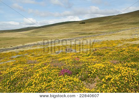 Fiori di erica e ginestra.