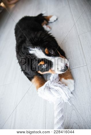 Bernese Puppy Playing A Bernese Puppy Playing In Home