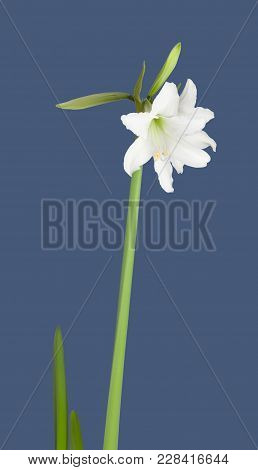 White Amaryllis Hippeastrum Sonatini Swan Lake Isolated On The Blue Background