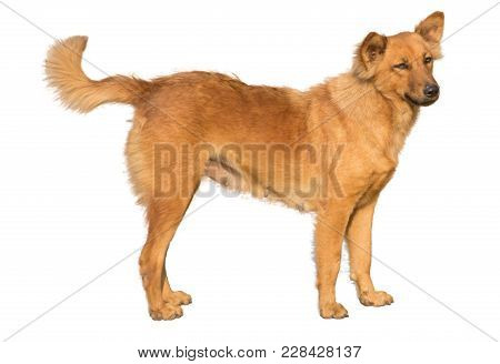 Thai Ridgeback Dog Standing And Looking Something Isolated On White Background.