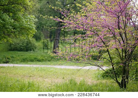 Redbud Tree. Spring Flowering With Small Lilac Flowers