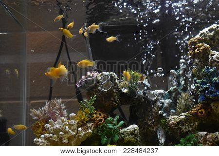 Mollys In A Fish Tank
