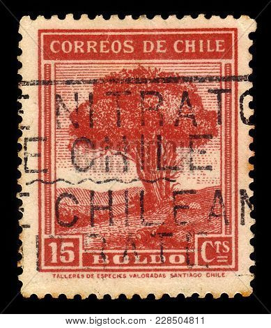 Chile - Circa 1940: A Stamp Printed In Chile Shows Peumus Boldus  Known As Boldo Tree, Series Countr