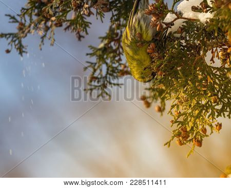 Eurasian Siskin Spinus Spinus Eating Nuts On Thuja Branch Tree, Ukraine