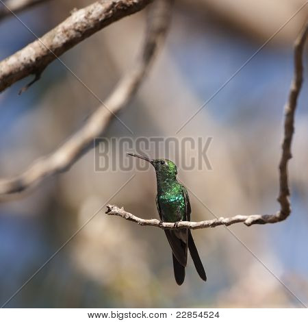 キューバ エメラルド (chlorostilbon Ricordii)
