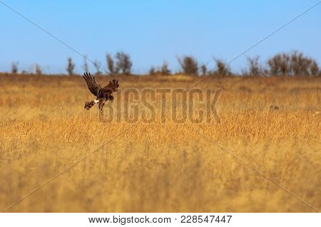 A Northern Harrier Hunts For Its Meal Within The Grasses Of The Plains At Tallgrass Paririe Preserve