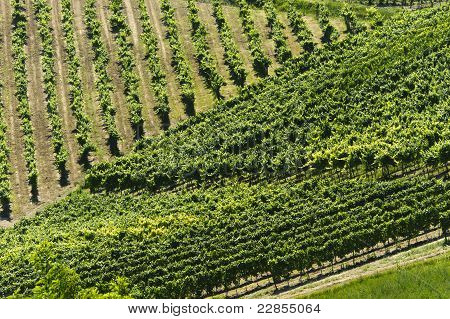 Paesaggio In The Oltrepo Pavese (Italia)
