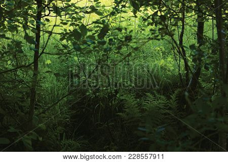June Meadow Grass, Green Fresh New Ferns, Bushes, Alnus Alder Trees, Wildlife Plants, Horizontal Rur
