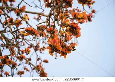 Branch Of Blossoming Bombax Ceiba Tree Or Red Silk Cotton Flower