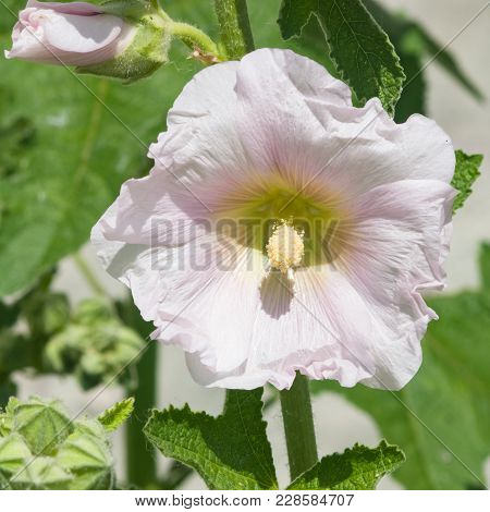 Blossom Common Hollyhock, Alcea Rosea, Close-up With Bokeh Background, Selective Focus, Shallow Dof.