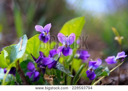 Wild Forest Violet In The Spring Forest. Blooming Close-up. Nature Background. Sweet Violet, English