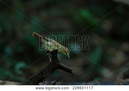 Pin-striped Tit Babbler ( Macronus Gularis )