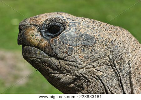 Turtle. The Head Of Turtle Closeup On A Green Background.