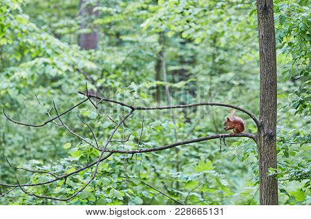 Red Squirrel Gnaws A Nut On A Tree Branch