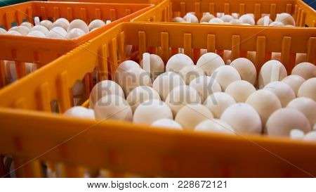 The Egg Industry With High Technology By Unless Worker