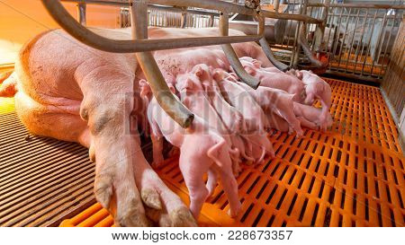 Swine Farming - Parent Swine Farm. Feeding Baby Pig. It Is One Of Livestock Farming Business
