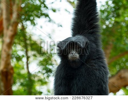 Close Up Of Siamang Gibbon Hanging Itself On Tree Branch