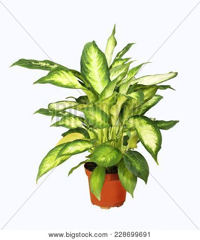 Decorative home plant aglaonema (Aglaonema roebelinii) in a pot. Isolated on white background
