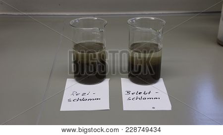Settling Test With Sludge Samples In The Laboratory Of A Sewage Treatment Plant. It Is Activated Slu