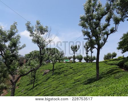 Tea Garden Awesome View At Ooty, India.