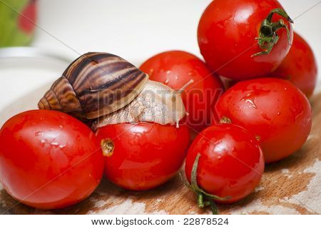 Šnek Achatina
