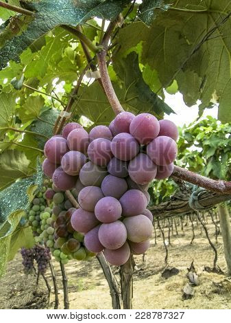Red Grapes Hanging From Lush Vine, In Brazil