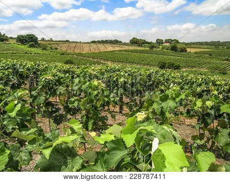 White Grapes Hanging From Lush Green Vine With Vineyard Background, In Brazil
