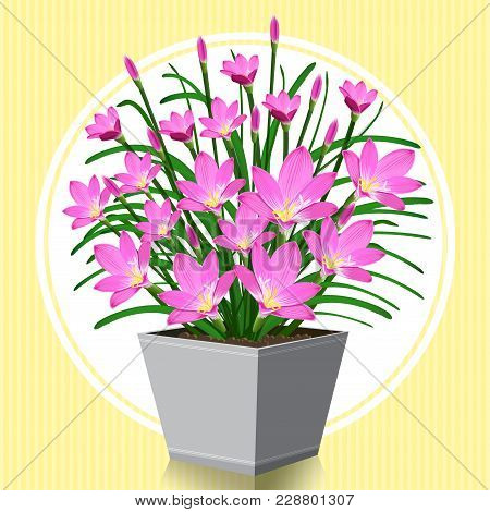 Vector Illustration Flower, Plant Growing In A Pot.
