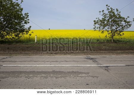 Highway And Field Of A Rape. There Are Asphat Raod And Four Trees On The Field Of A Rape.