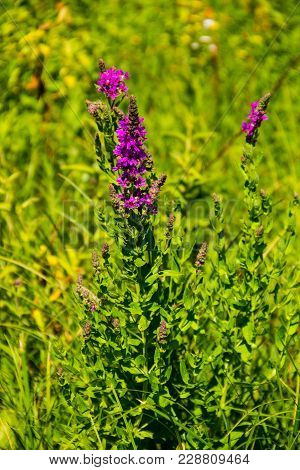Purple Loosestrife (lythrum Salicaria) On The Meadow