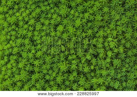 Natural Green Background. Plant Cleanser Sedum Rupestre In Garden.