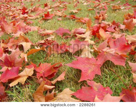 Fallen Leaves