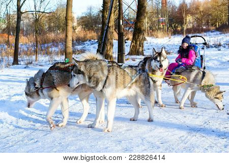 Girl Riding On Sled Pulled By Dog Siberian Huskies