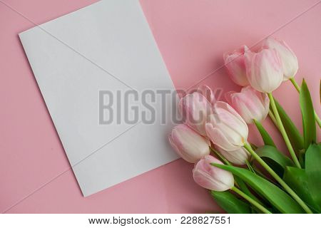 A Bouquet Of Tulips, A Gift Card On A Pink Background. Gift. A Box With A Gift. International Women'