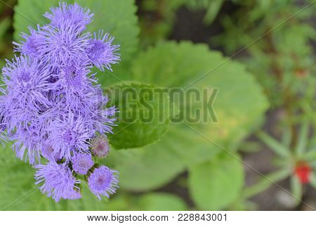 Ageratum Houstonianum. Ageratum Mexican. Ageratum Houstonianum. Flower. Close-up. Horizontal Photo