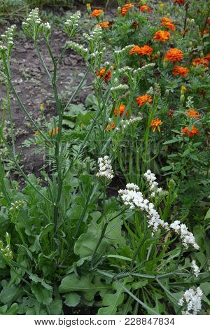 Dill. Anethum Graveolens.  Short-lived Annuals. Medicinal Plant. Dill Flowers. On Blurred Background
