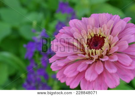 Dill. Anethum Graveolens.  Short-lived Annuals. Medicinal Plant. Dill Flowers. On Blurred Background