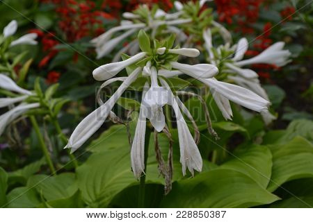 Hosta. Hosta Plantaginea. Hemerocallis Japonica. Floral Bushes. Large Leaves Are Green In Color. Pur