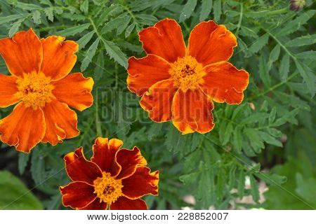 Mallow. Malva. Alcea. Large, Curly Flowers. The Flower Similar To A Rose. Red, Burgundy. Close-up. S