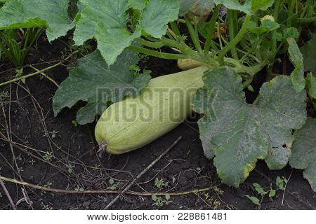 White Cabbage. Cabbage Growing In The Garden. Brassica Oleracea. Field. Farm. Agriculture. Growing C