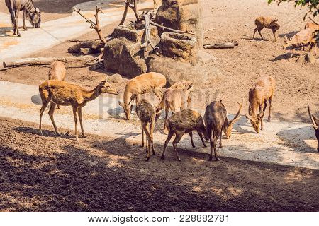 Deer Eat In A Zoo Safari In The Summer Noon.