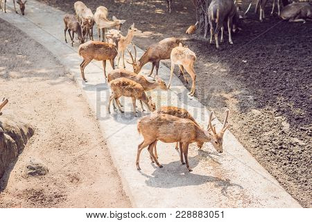 Deer Eat In A Zoo Safari In The Summer Noon.