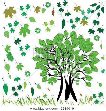 Albero con verde foglia