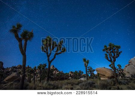 Joshua Trees At Night With Clean And Starry Sky, Joshua Tree National Park, California