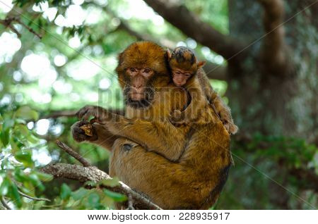 Barbery Ape Whitch Weares Its Puppy On The Neck At Azrou, Morocco